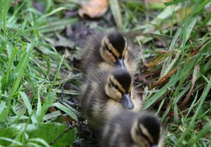 Mallard ducklings