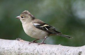 Chaffinch (F)