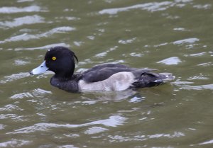 Tufted Duck (M)