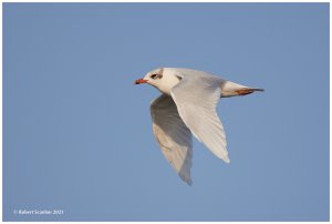 Mediterranean Gull in flight