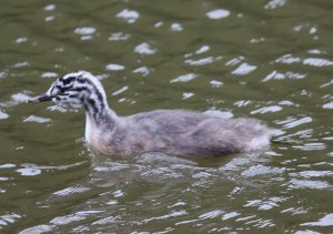 Great Crested Grebe juvenile