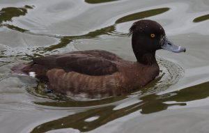 Tufted Duck (F)