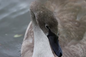 Mute Swan juvenile