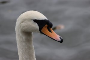 Mute Swan