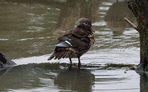 Mandarin juvenile