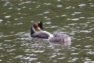 Great Crested Grebe family