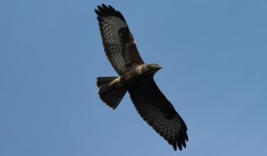 Buzzard