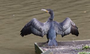 Cormorant