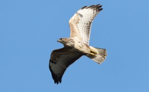 Buzzard