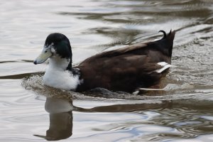 Mallard cross