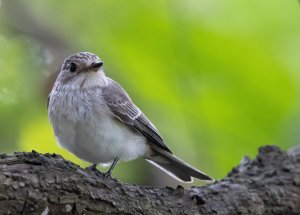 Spotted Flycatcher