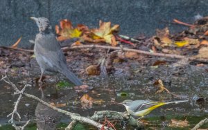 Grey Wagtail (and Common Blackbird)