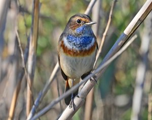 Bluethroat