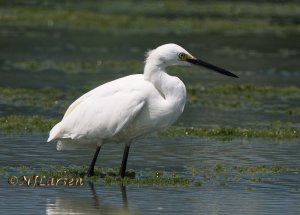 Snowy Egret