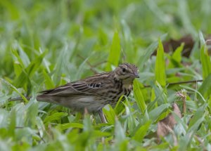 Tree Pipit