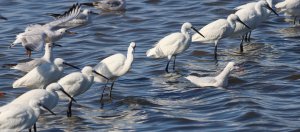 little egrets and slender-billed gulls