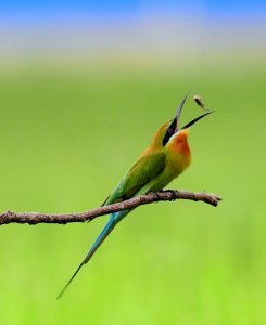Blue-tailed Bee eater (Food in mouth)