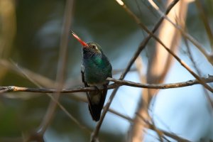 Broad-billed hummingbird