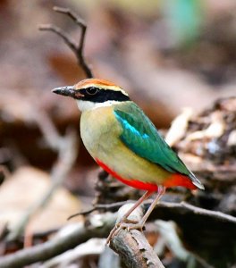 Fairy Pitta