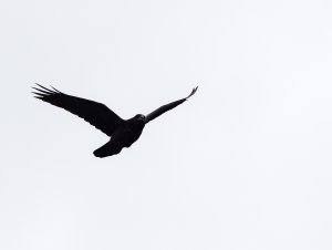 Raven in flight