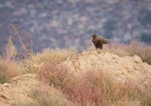 Dark Morph Ferruginous Hawk