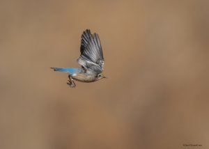 Female Mountain Bluebird