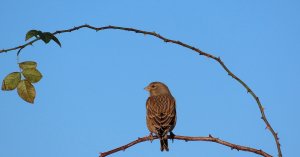 Linnet