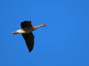 Pink Footed Goose