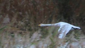 Whooper Swan