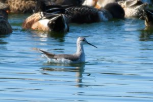 Wilson's Phalarope