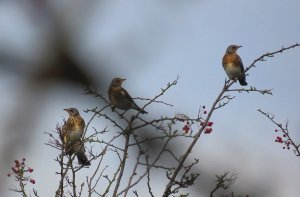 Fieldfare