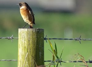 Stonechat