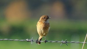 Stonechat