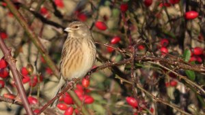 Linnet