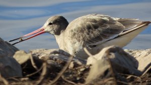 Black tailed Godwit