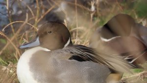 Pintail