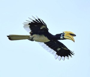 Oriental pied hornbill