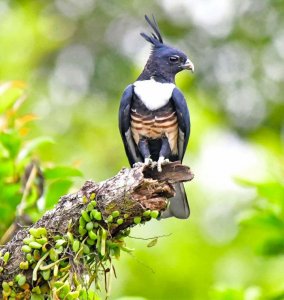 Black Baza