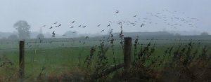 Pink Footed Geese