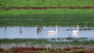 Whooper Swans