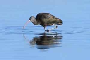 Glossy Ibis