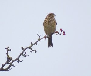 Corn Bunting