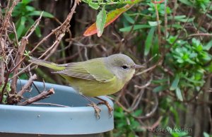 Orange-crowned Warbler