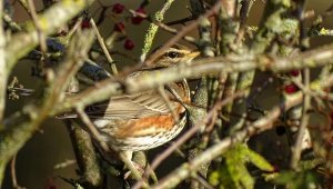 Redwing