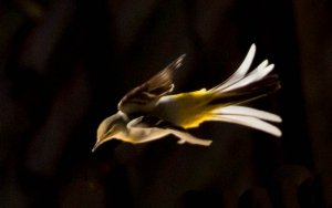 Wagtail in flight