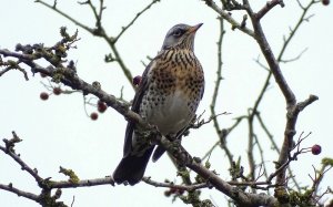 Fieldfare