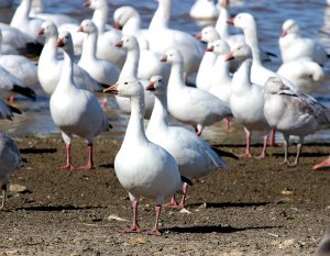 Snow Geese