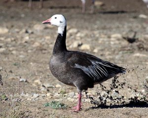 Snow Goose (Blue Morph)