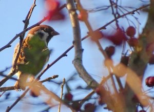 Tree Sparrow