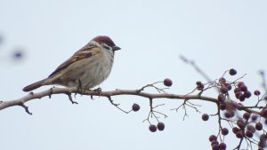 Tree Sparrow